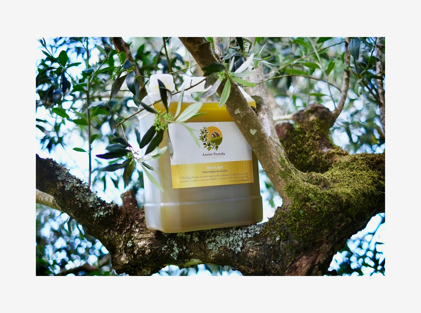 Azeite Portela Virgem Extra Garrafão 5Lt pendurado em um galho de árvore.