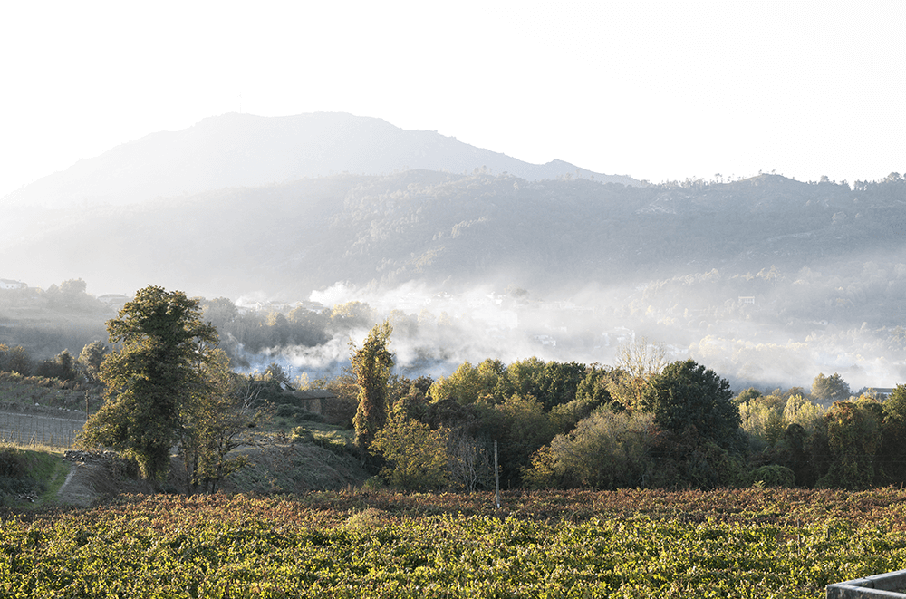 Região vínica do norte de Portugal, apresenta produtos de alta qualidade, dos que melhor representa Portugal pelo mundo todo