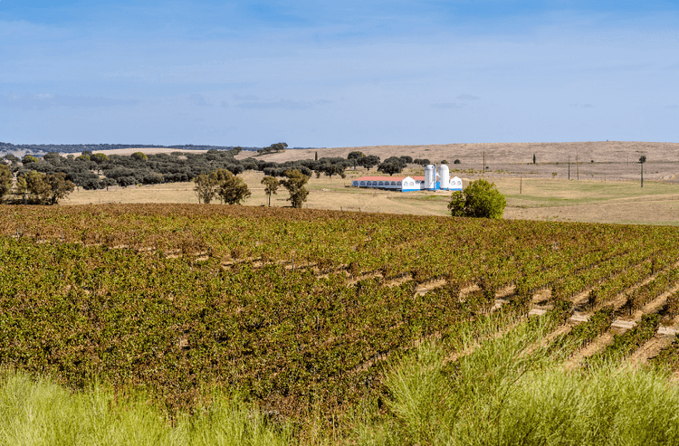 Vinha na Região Vínica do Alentejo com produção de Vinho da Região Vínica do Alentejo sob um céu claro.