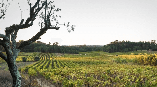 Bairrada