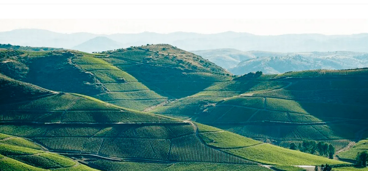 Beira Interior Vinhos da Região Elevada de Portugal com paisagens de vinhedos em um relevo montanhoso.